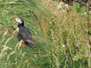 puffins