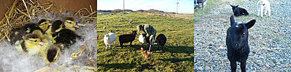 ducklings sheep and lambs